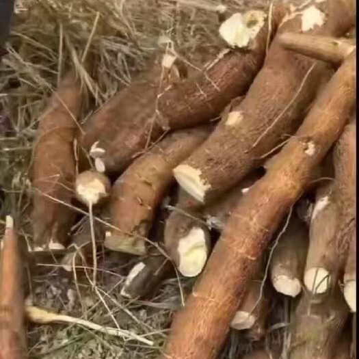北流市广西黄肉木薯黄心木薯白肉面包木薯产地直供一手货源