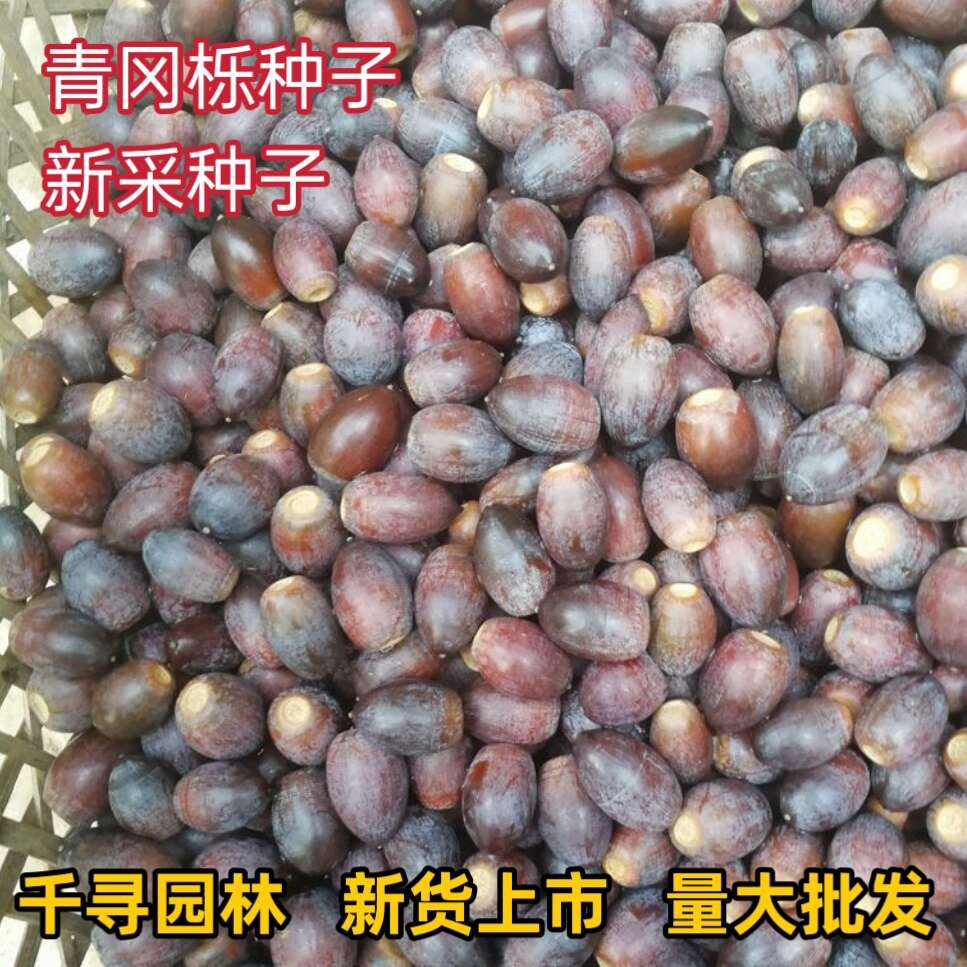青冈栎种子 青冈栎 赤皮青冈 青冈栎 麻栎种子 批发造林绿化