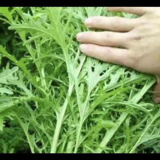 涡阳县雪里蕻腊菜