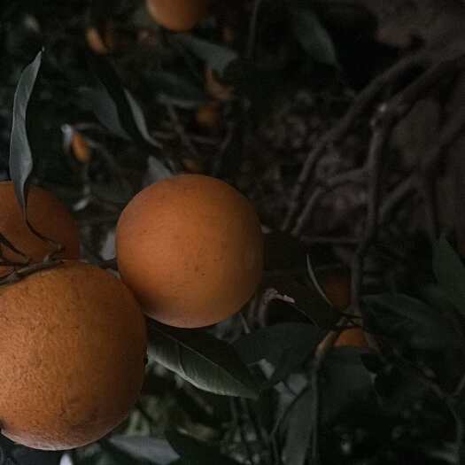 麻阳县冰糖橙