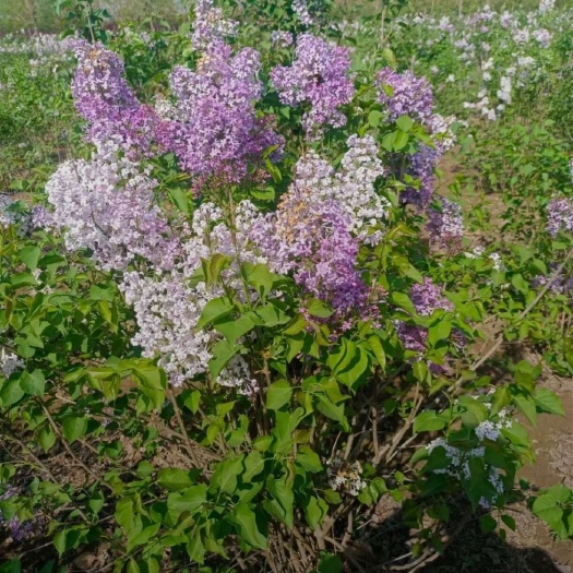 沭阳县高度180厘米，冠幅150厘米，丛生丁香