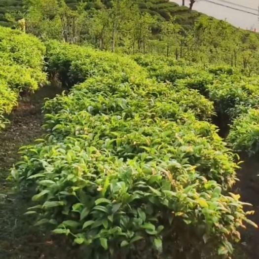 长在大山上的山茶叶，手工茶，天然农产品，货真价优