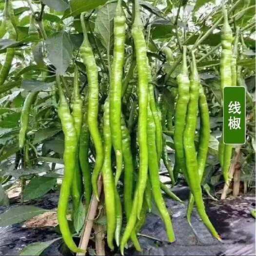丰顺县线椒苗辣椒苗3号三号8号八号线椒