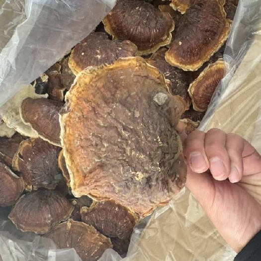 昆明云南昆明官渡区产白灵芝加打粉切片快递专线供应
