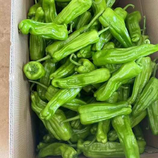 【精品】湛江鲜辣椒，芜湖椒、苏椒、泡王、薄皮椒量大质优