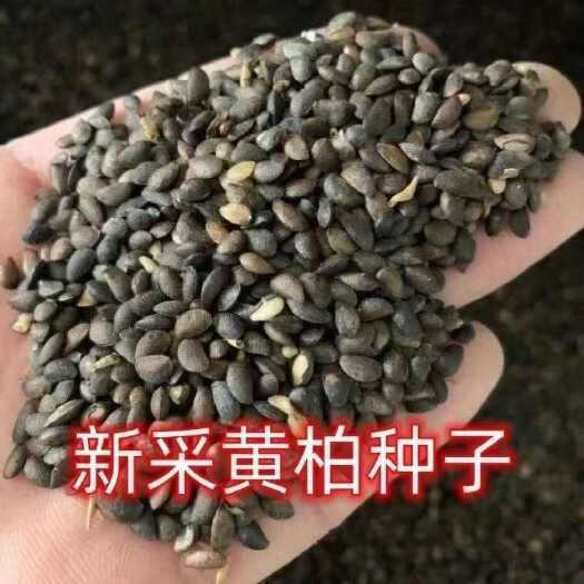 沭阳县黄柏种子黄檗中草药元柏檗木黄菠萝籽川黄柏关黄柏林木材种籽