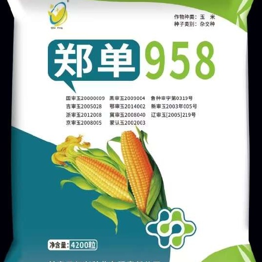 唐山郑单958  4200粒玉米种子高产玉米种子郑单958国审批