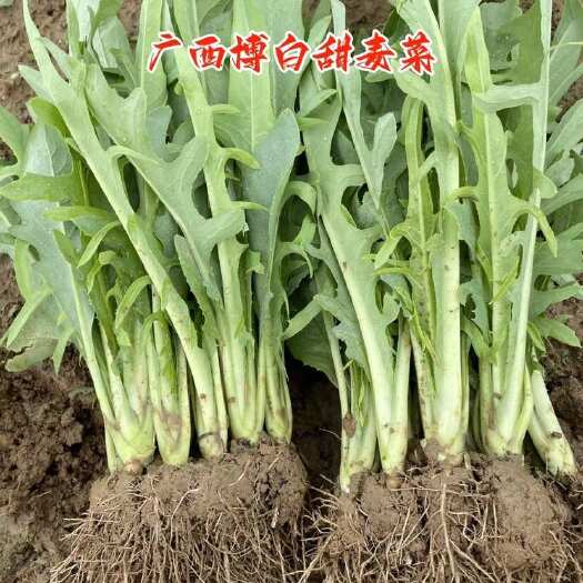 博白县广西博白甜麦菜种苗 苦麦菜种苗 白梗高度25-30公分