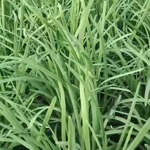 徐闻县小叶韭菜