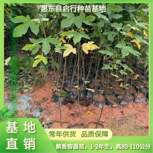 广东省惠州市惠东县 枫香苗 林木种子生产经营许可证 精品苗木