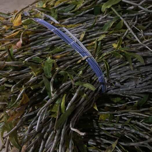 芒市精品紫皮石斛一级鲜条60公分左右好价