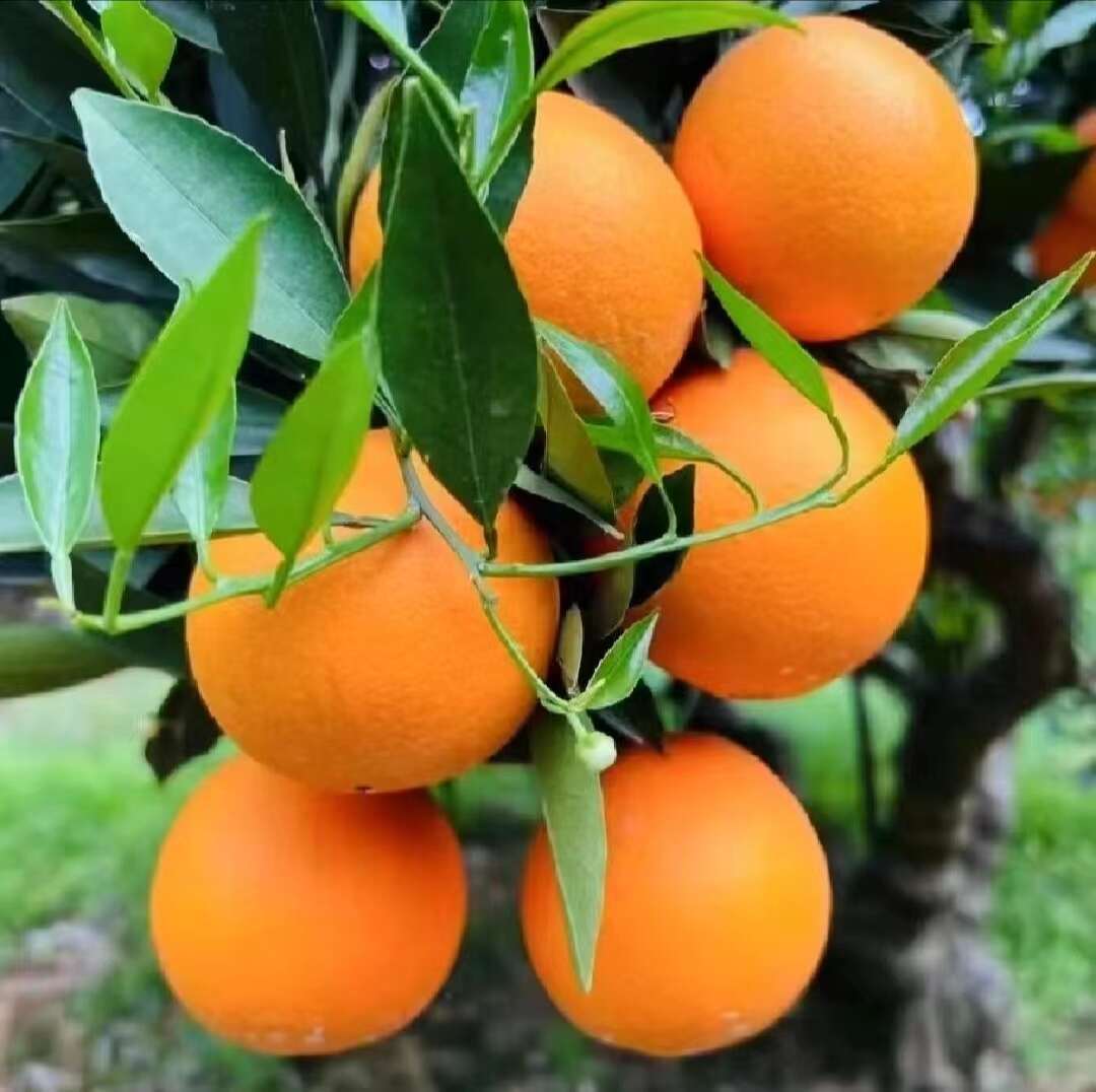 《热卖》秭归脐橙，长虹，纽荷尔电商社团市场商超外贸出口