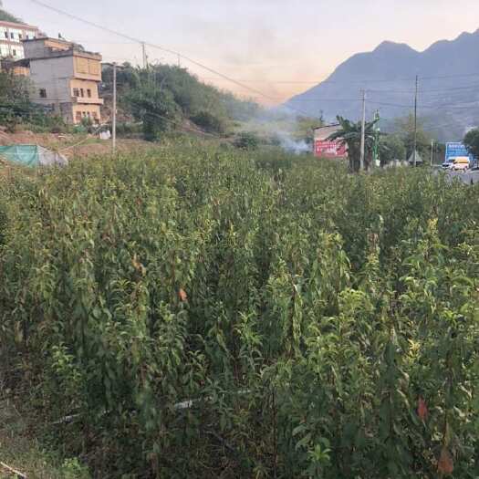 镇宁县正宗六马蜂糖李一代嫁接苗￼