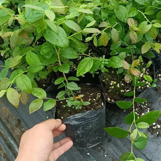 肥城市花香蓝莓苗。 L6大果丰产