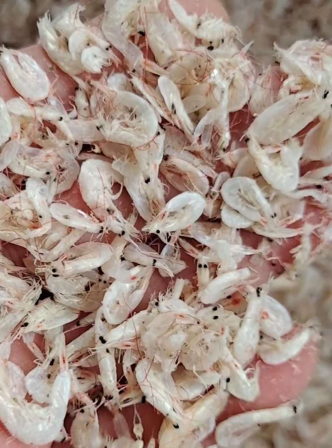 渤海湾当地虾皮!微咸淡干!1箱25斤做电商赶大集的朋友!