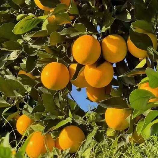 麻阳县冰糖橙