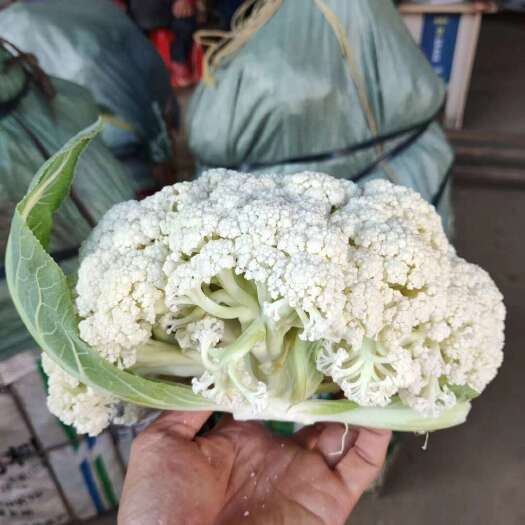 建瓯市新鲜优质花菜 福建省南平市建瓯市直发