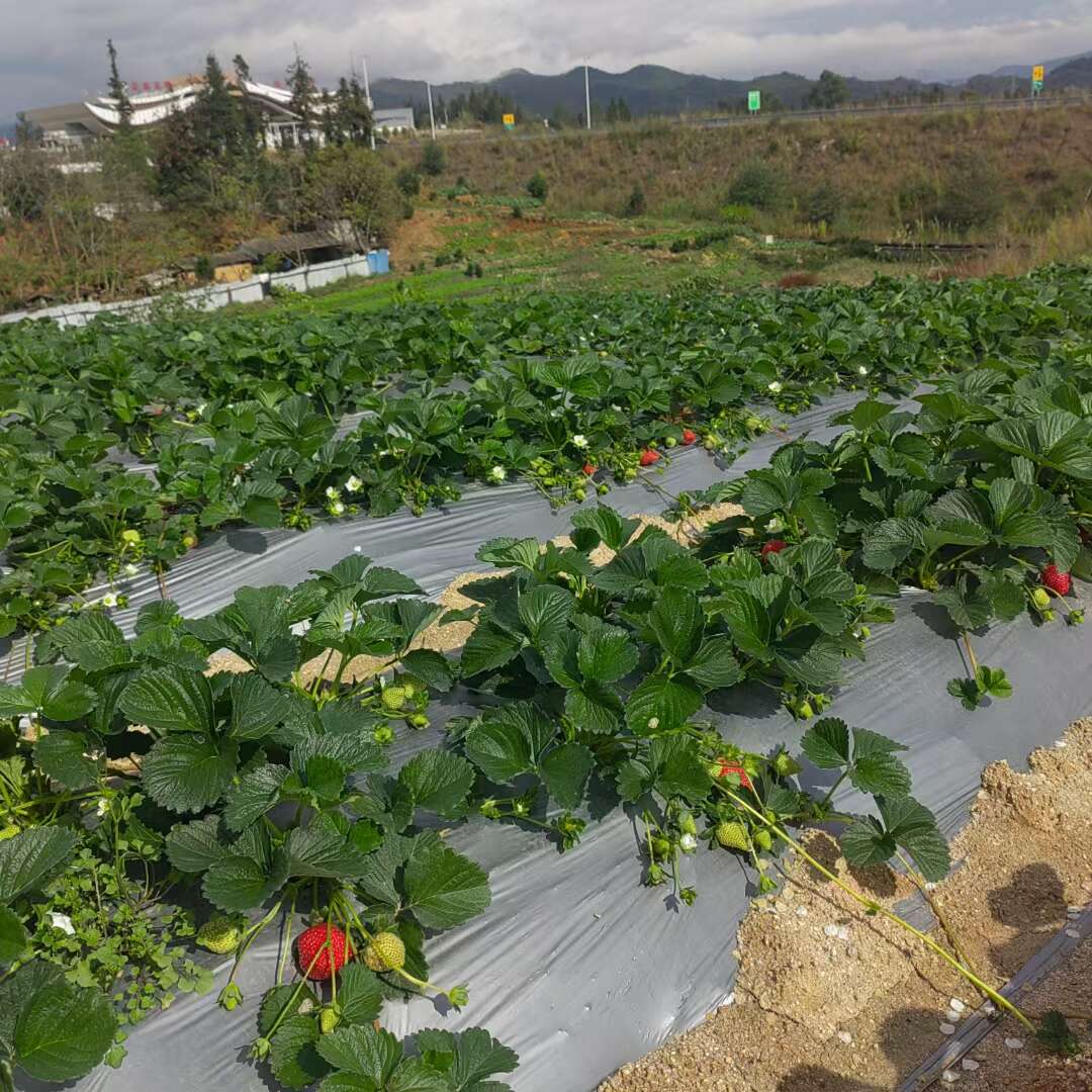 大凉山路天草莓