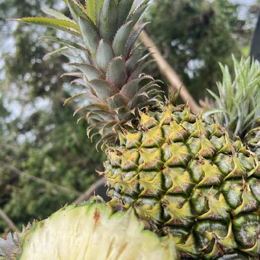雷州市广东菠萝、香水菠萝