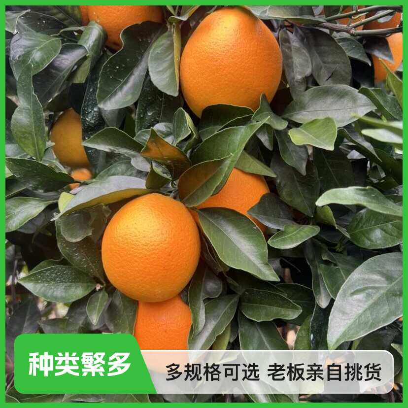 广西桂林新鲜采摘优质纽荷尔脐橙 果大肉甜