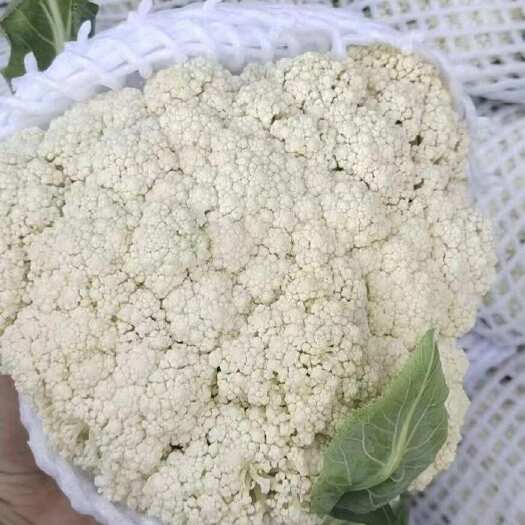 邯郸万亩花菜生产基地，大型冷库，代收代办，打包装车，一条龙服务！