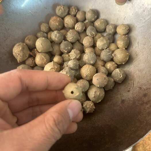 玉林没食子