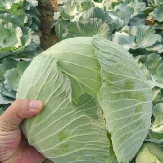 岳阳京丰一号，新鲜大量上市，保质保量