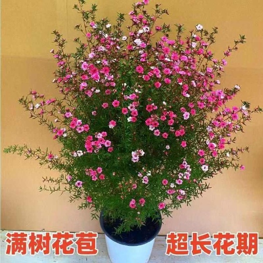 漳平市澳洲松红梅花松雪梅耐寒植物盆栽好养花三色梅腊梅庭院阳台花卉