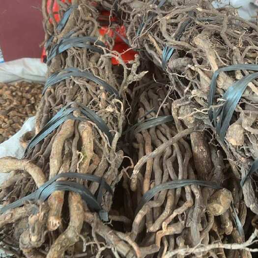 玉林纯根部黑老虎