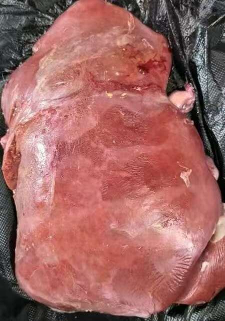 滑县牛肝