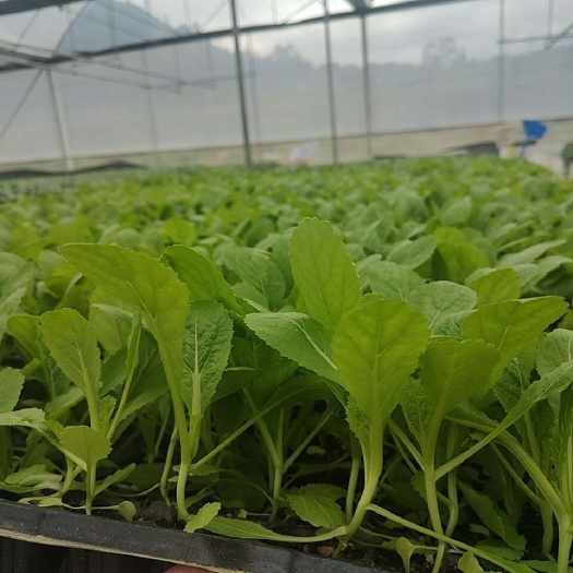 丰顺县芥菜，多叶芥菜，多心芥菜