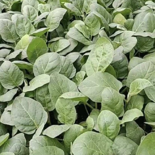 丰顺县茄子苗，中茄，烧烤茄，圆茄，绿茄，线茄，长茄子苗