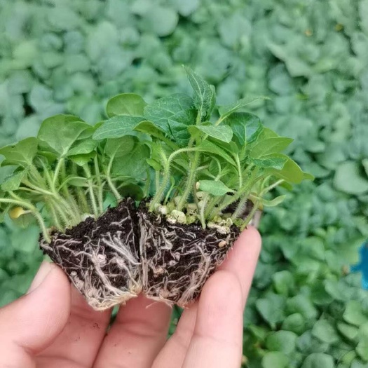 寿光市托鲁巴姆，野茄子嫁接砧木