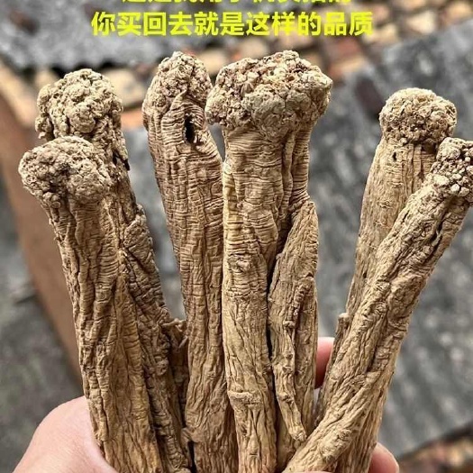 陇南甘肃纯党参干货中药材正品无硫新货老纹大条整条泡茶炖批发