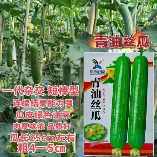 沭阳县新创青油丝瓜种子早熟杂交短棒肉厚味浓皮绿油亮丝瓜种子蔬菜种籽
