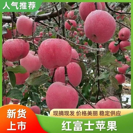日照红富士苹果