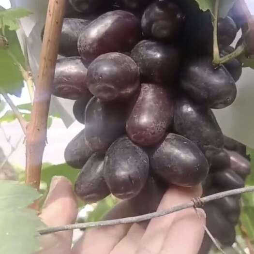 奇异指