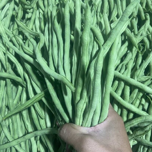 保山云南无筋豆大量上市，每天可供应20吨起