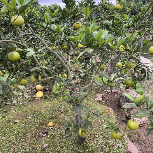 简阳市葡萄柚树苗 葡萄柚树