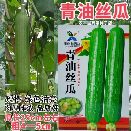沭阳县新创青油丝瓜种子早熟杂交短棒肉厚味浓皮绿油亮丝瓜种子蔬菜种籽