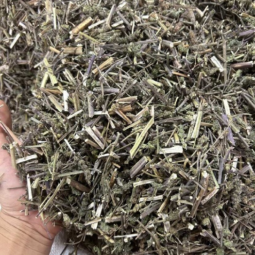 玉林荆芥过筛味道香 货好花卉多