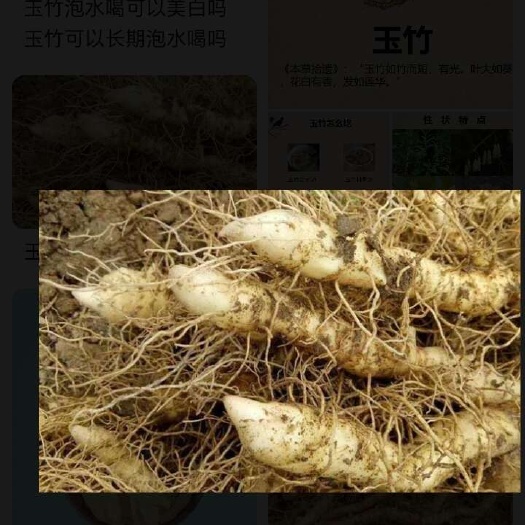 英德市玉竹