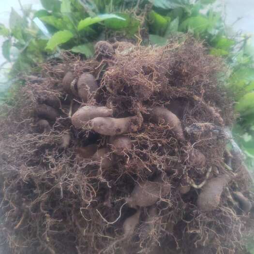 贞丰县三叶青块茎苗