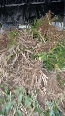 汉源县汉源县高山甜当归，秦当归，鲜当归，现挖现发