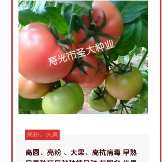 寿光市西红柿种子硬粉番茄种子—早春 早熟 高圆大果 亮粉西红柿种子