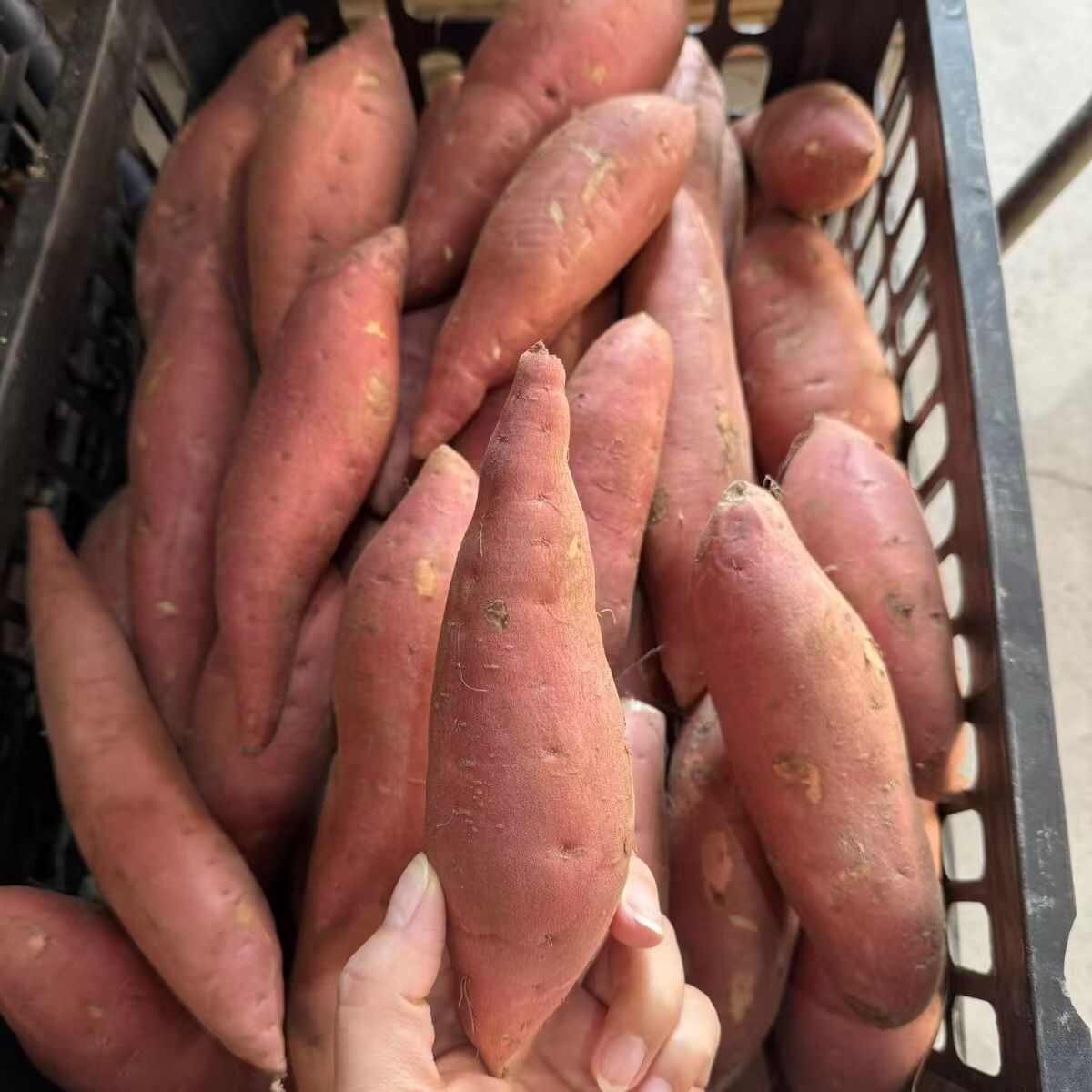 甜蜜红暑饱满美味干脆香甜