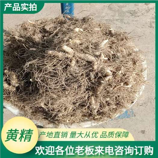 金寨县黄精种植新鲜大别山多花黄精，可九蒸九晒