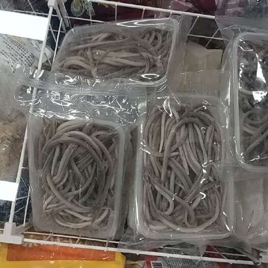 泉州海鳗苗