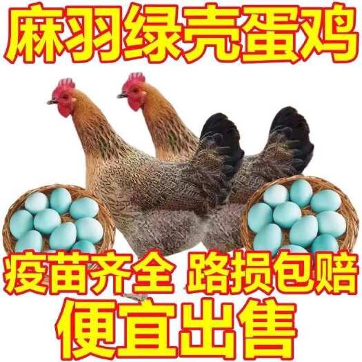 批发便宜出麻羽土鸡绿壳蛋鸡小鸡仔