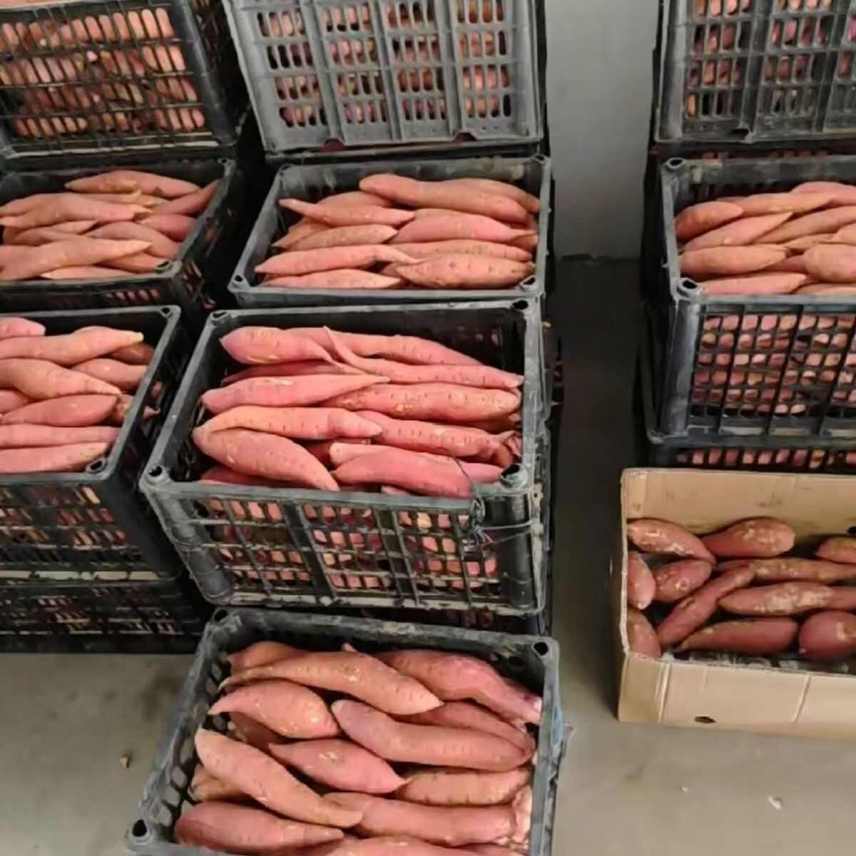 甜蜜红暑饱满美味干脆香甜